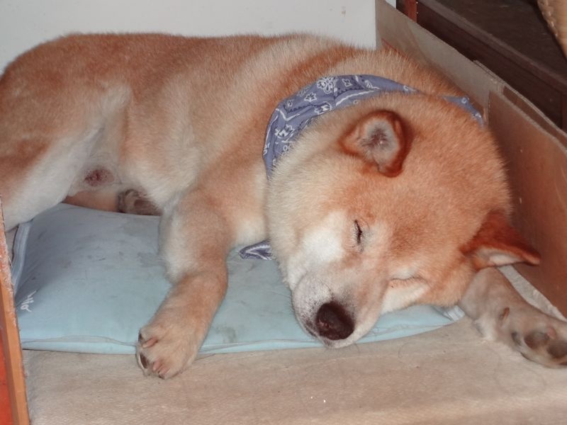 鉄平とジェルシート